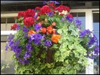 Hanging Baskets 010