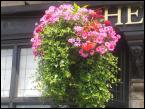 Hanging Baskets 011