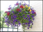 Hanging Baskets 012