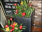 Window Boxes 006