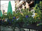 Window Boxes 007
