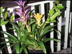 Window Boxes 008