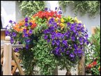 Window Boxes 009
