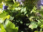 Irrigation 001
