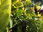Irrigation Systems 007