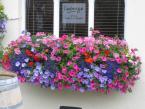 Window Boxes 003