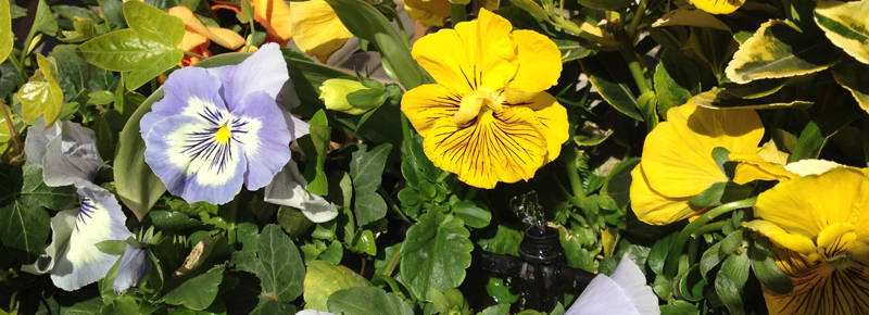 Hanging baskets for residentials in UK