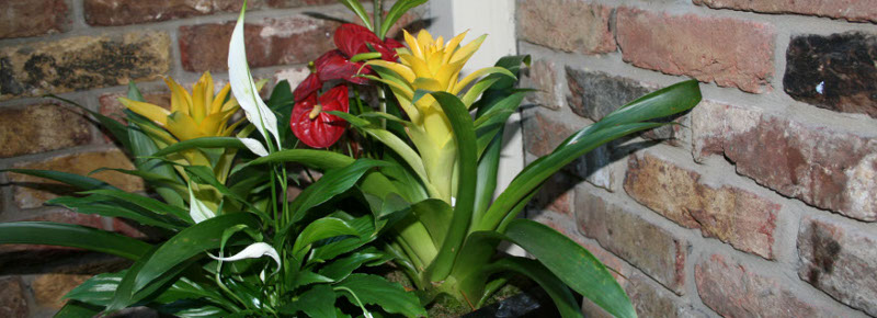 Indoor Plants , Outdoor Plants for hotels