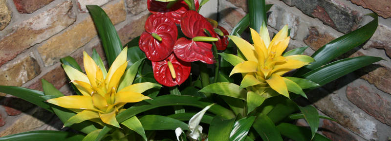 Irrigation Systems for restaurants in London
