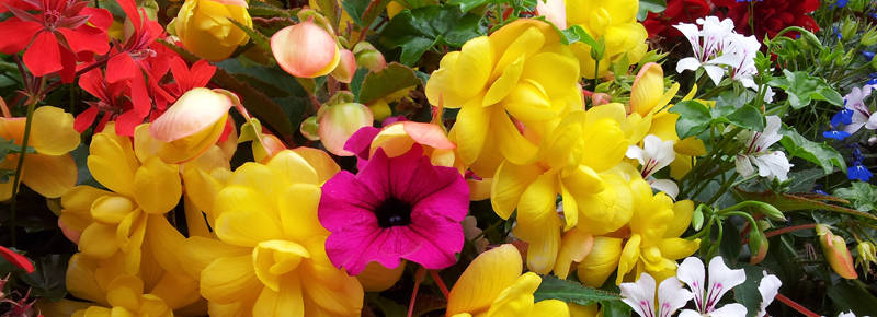 Window boxes for residentials in UK